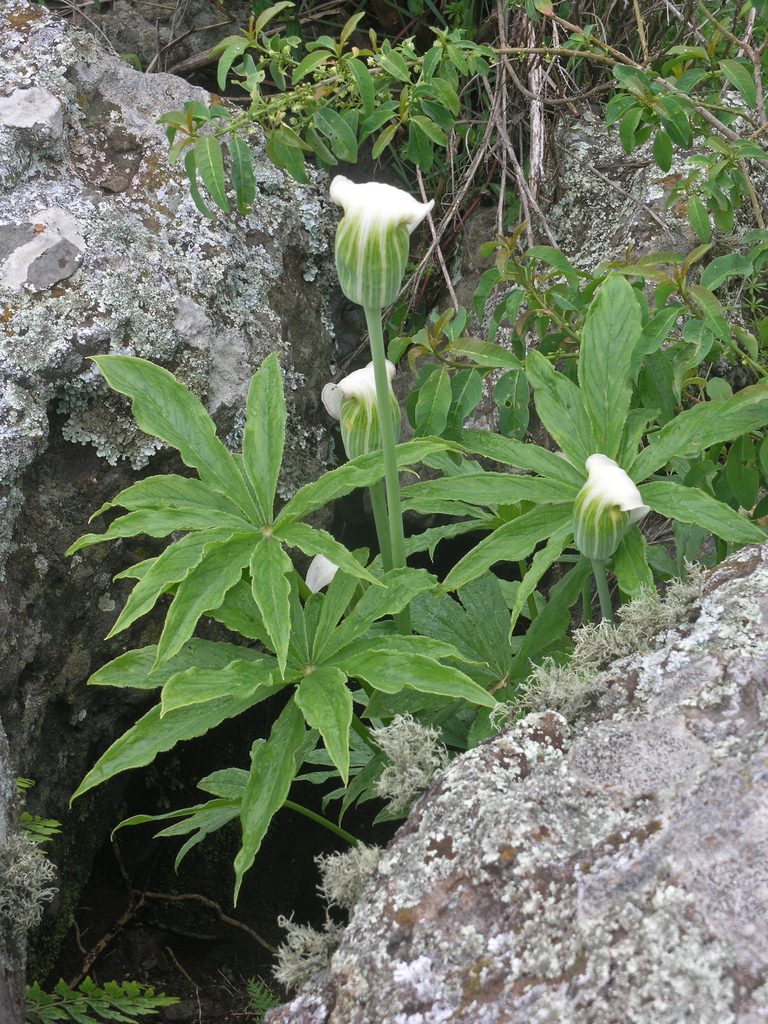Arisaema enneaphyllum, photographed by Oleg Kosterin