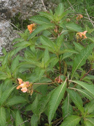Impatiens rothii, photographed by Oleg Kosterin
