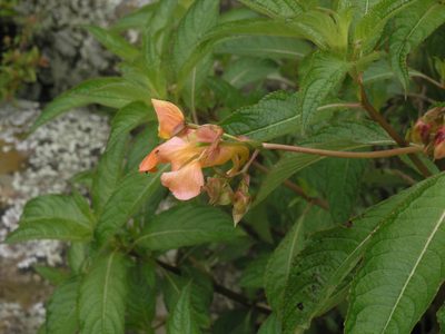 Impatiens rothii, photographed by Oleg Kosterin