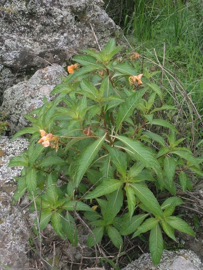 Impatiens rothii, photographed by Oleg Kosterin