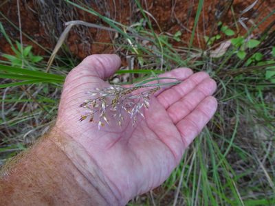 Melinis nerviglumis, photographed by Shaun Swanepoel