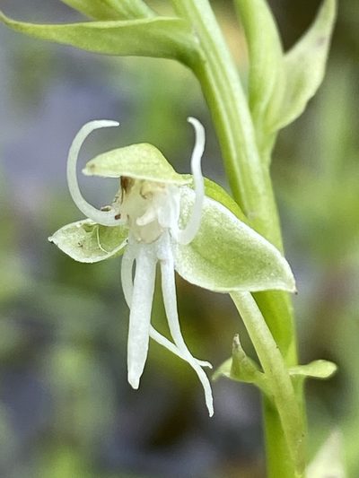 Habenaria achnantha, photographed by Jean-Paul Boerekamps
