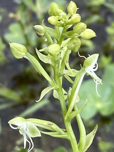 Habenaria achnantha, photographed by Jean-Paul Boerekamps