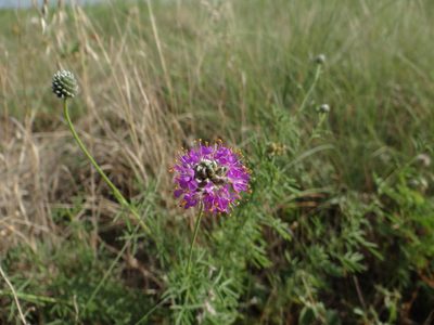 Dalea compacta, photographed by Nathan May