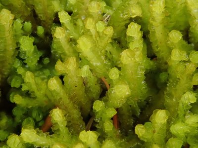 Neoorthocaulis floerkei, photographed by Christian Berg