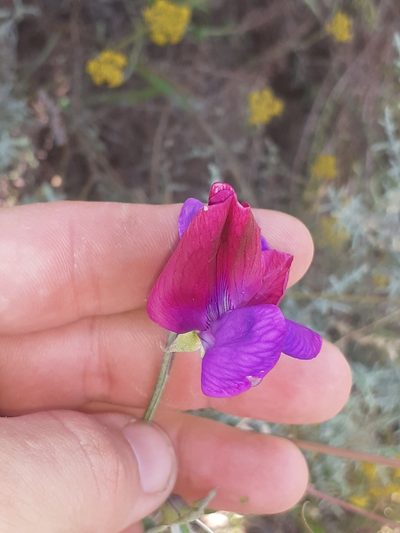 Lathyrus odoratus, photographed by Brian du Preez