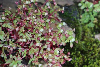 Crassula strigosa, photographed by Tony Rebelo