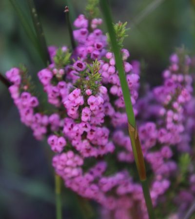 Erica cristiflora, photographed by Tony Rebelo