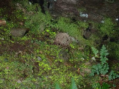 Schistostega pennata, photographed by Christian Berg
