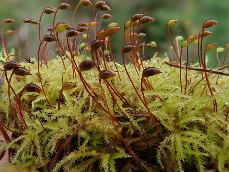 Sciuro-hypnum reflexum, photographed by Christian Berg