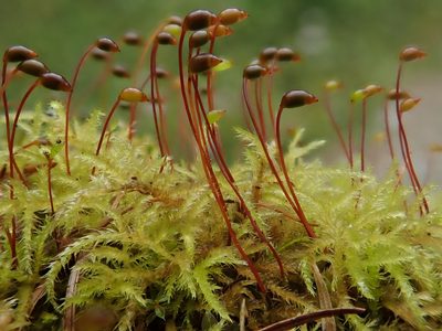 Sciuro-hypnum reflexum, photographed by Christian Berg