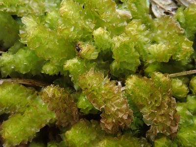 Barbilophozia lycopodioides, photographed by Christian Berg