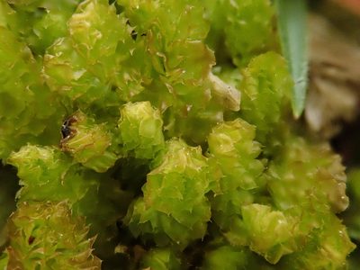 Barbilophozia lycopodioides, photographed by Christian Berg