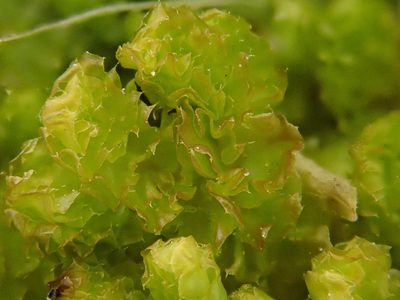 Barbilophozia lycopodioides, photographed by Christian Berg