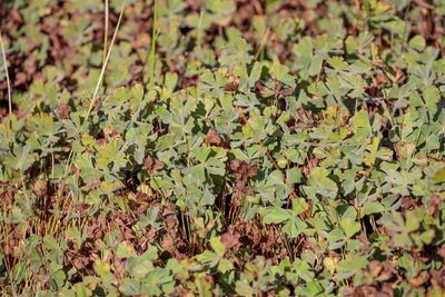 Marsilea vestita, photographed by Victor Engel