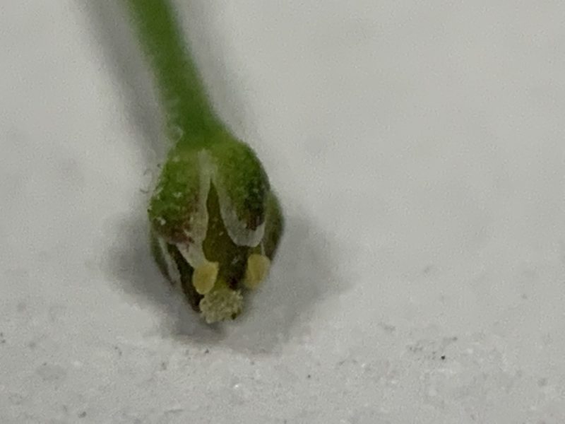 Lepidium pseudotasmanicum, photographed by Guy Taseski