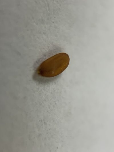 Lepidium pseudotasmanicum, photographed by Guy Taseski