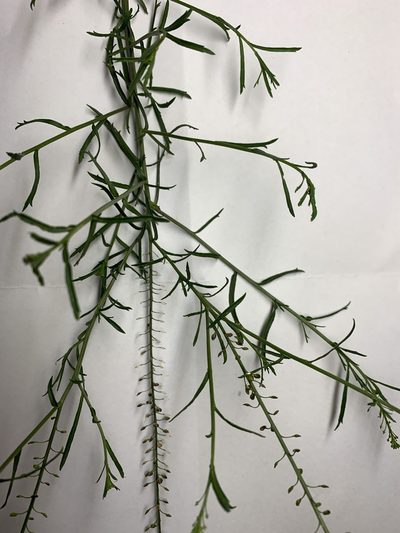 Lepidium pseudotasmanicum, photographed by Guy Taseski