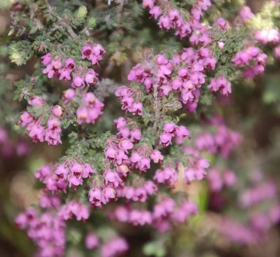 Erica trichadenia, photographed by Tony Rebelo