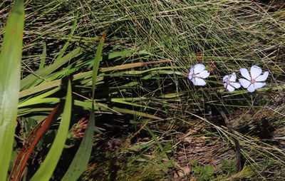 Aristea spiralis, photographed by Tony Rebelo