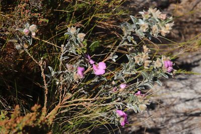Podalyria variabilis, photographed by Tony Rebelo
