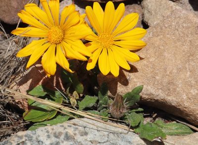 Gazania serrata, photographed by Tony Rebelo