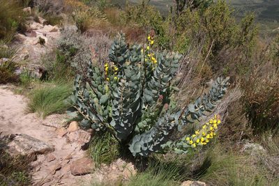 Rafnia triflora, photographed by Tony Rebelo