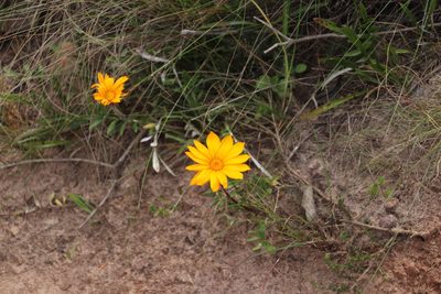 Gazania serrata, photographed by Tony Rebelo