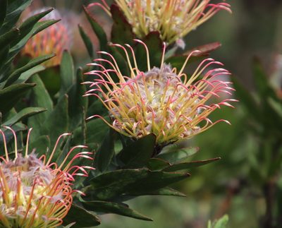Leucospermum gueinzii, photographed by Tony Rebelo
