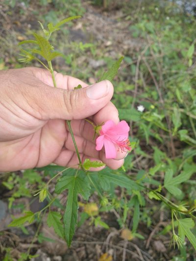 Hibiscus poeppigii, photographed by Juan Cruzado Cortés