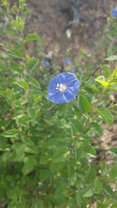 Jacquemontia smithii, photographed by Martín Sánchez Vilchis