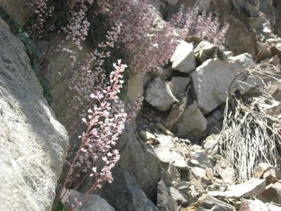 Heuchera elegans, photographed by Justin