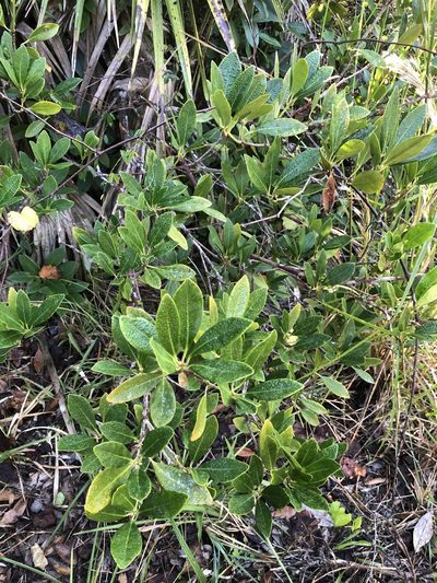 Illicium parviflorum, photographed by novvictan