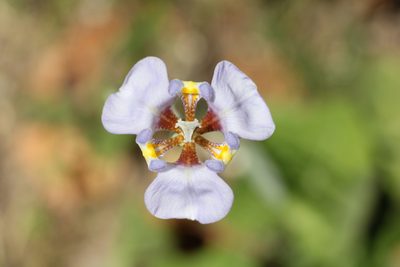 Phalocallis coelestis, photographed by Romi Galeota Lencina