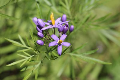 Solanum angustifidum, photographed by Romi Galeota Lencina