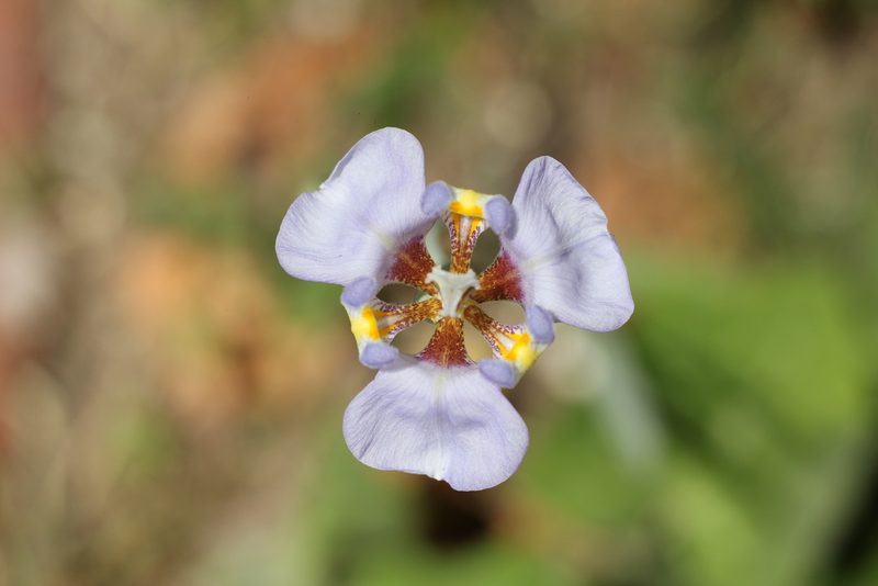 Phalocallis coelestis, photographed by Romi Galeota Lencina