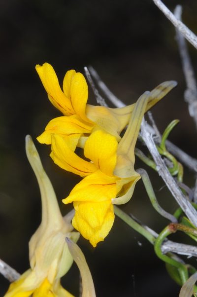 Tropaeolum porifolium, photographed by aacocucci