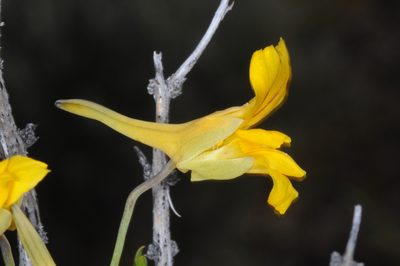 Tropaeolum porifolium, photographed by aacocucci