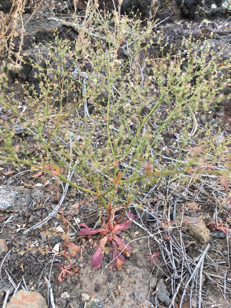 Eriogonum hirtiflorum, photographed by Matt Berger