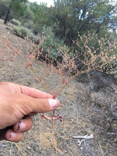 Eriogonum hirtiflorum, photographed by Matt Berger