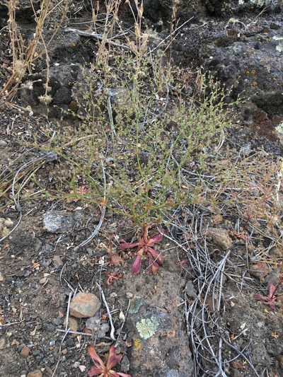 Eriogonum hirtiflorum, photographed by Matt Berger