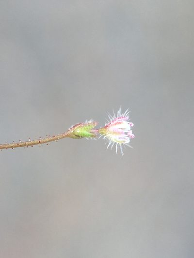 Eriogonum hirtiflorum, photographed by Matt Berger