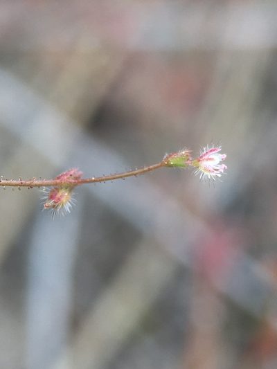 Eriogonum hirtiflorum, photographed by Matt Berger