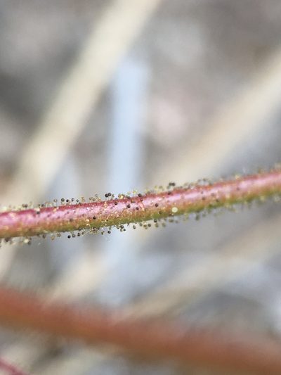 Eriogonum hirtiflorum, photographed by Matt Berger