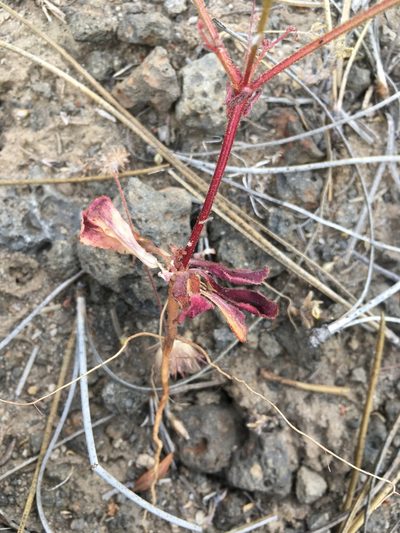 Eriogonum hirtiflorum, photographed by Matt Berger