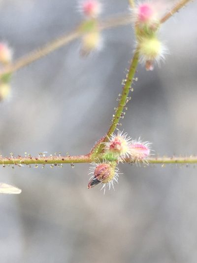 Eriogonum hirtiflorum, photographed by Matt Berger