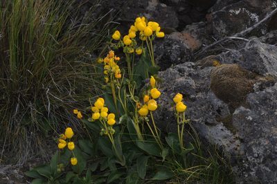 Calceolaria volckmannii, photographed by aacocucci