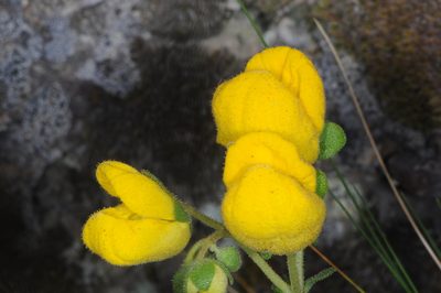 Calceolaria volckmannii, photographed by aacocucci