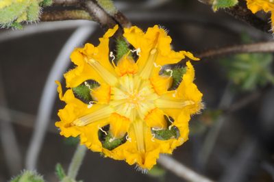 Pinnasa bergii, photographed by aacocucci