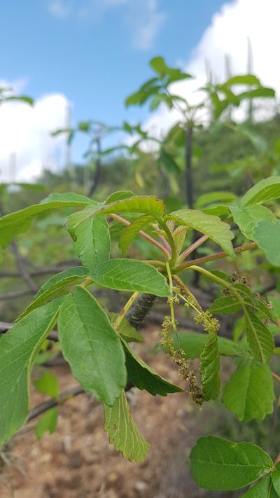 Amphipterygium adstringens, photographed by Martín Sánchez Vilchis